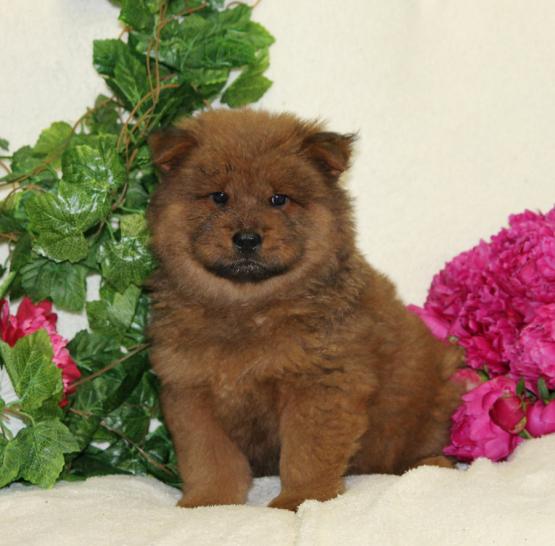 Adorabili cuccioli di chow chow femminucce e maschietti disponibili  per l'adozione gratuita i cucci