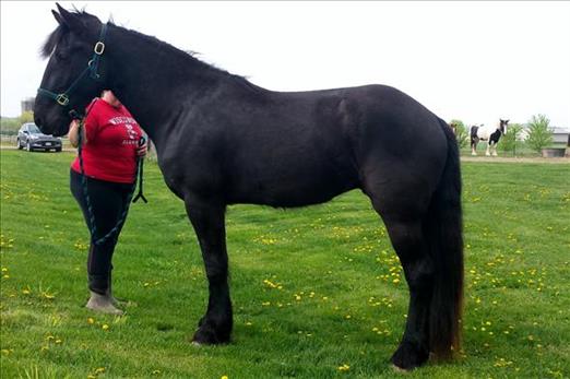 R!E!G!A!L!O! cavallo frisone , 3  anni , alla ricerca di un nuovo fantino . Ottimo carattere, bellis
