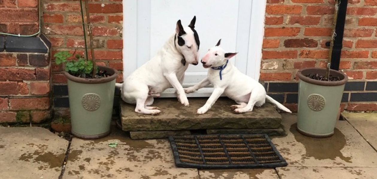 Regalo  Bull Terrier cuccioli tutti miei nati in casa da genitori sempre di mia propriet� e tranquil