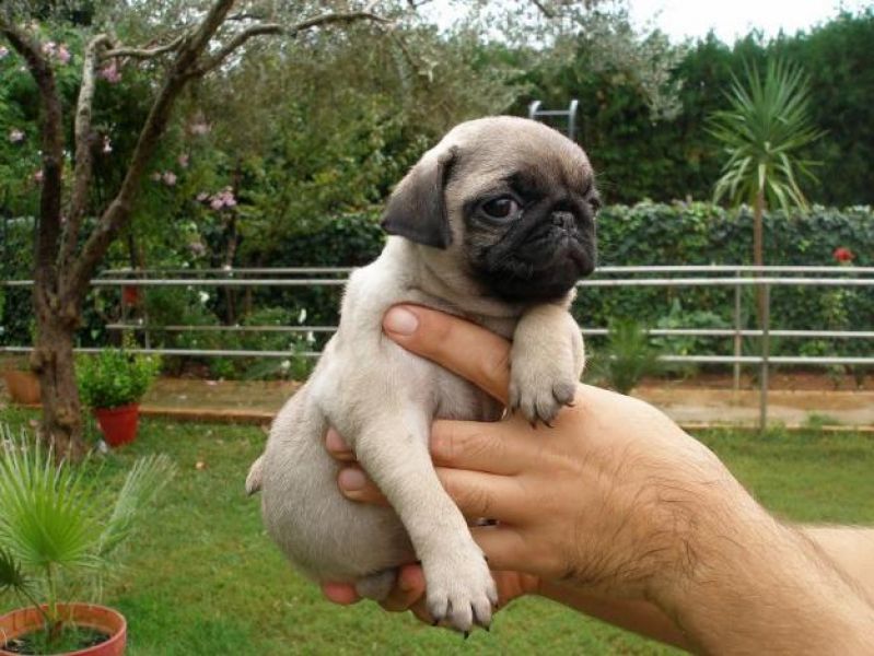  regalo cuccioli di carlino  disponibili per l'adozione