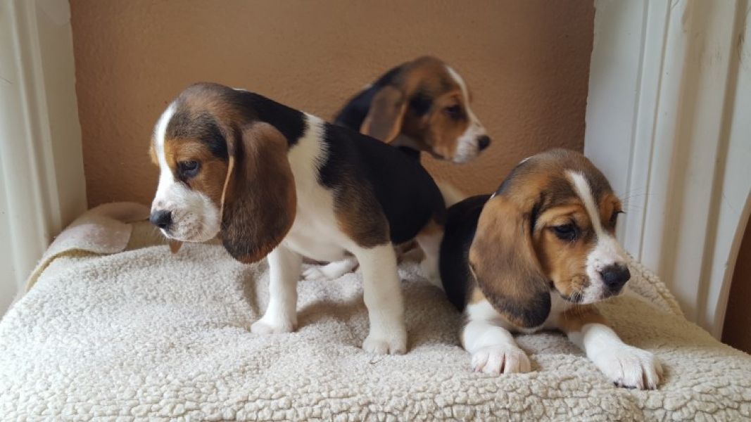 Regalo Cucciolo di Beagle in pronta consegna i cuccioli verranno Dato dopo 90 giorni dalla nascita, 