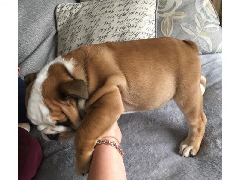 Bella Bulldog inglese cuccioli