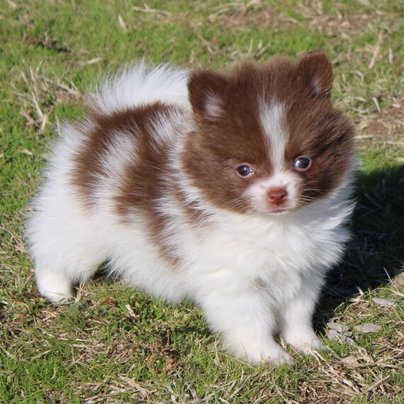 Regalo Cuccioli di volpino di pomerania 