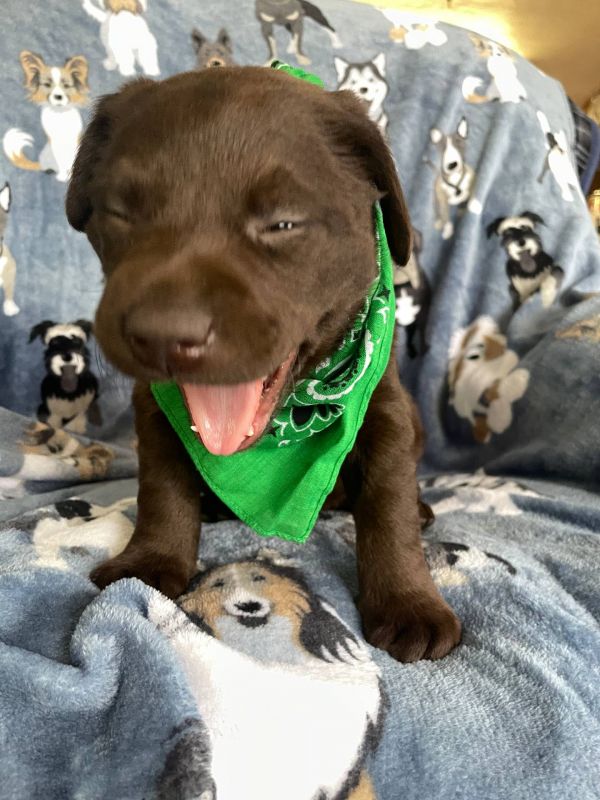 Labrador cuccioli introvabili cuccioli E-MAIL  (marieiris783@gmail.com)