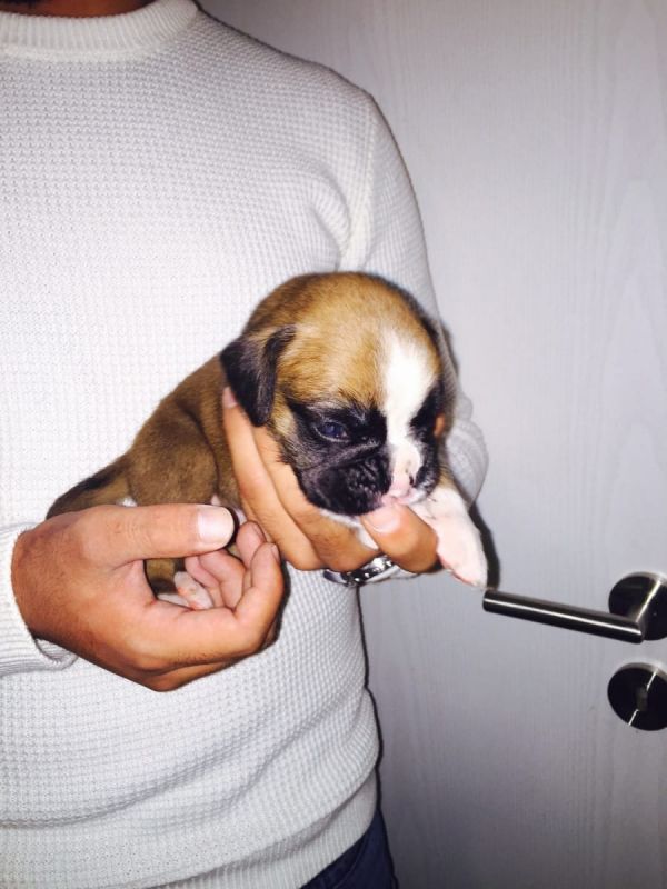 Cuccioli di Boxer per adozione ( regalo  )