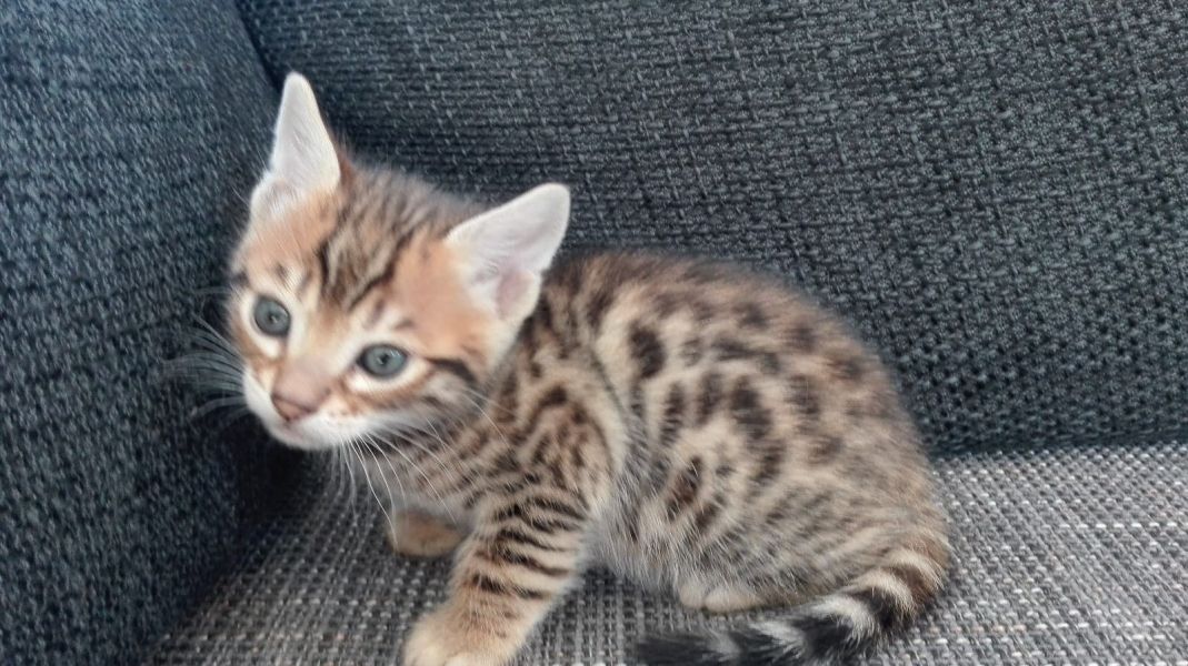 Gattini di bengala  per adozione ( regalo  )