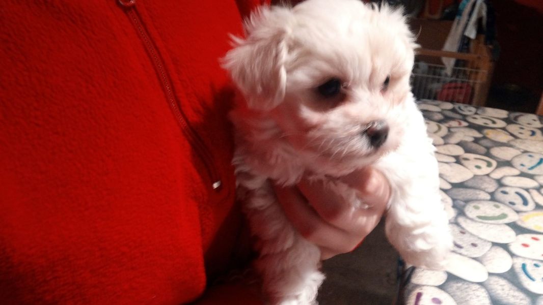 Cuccioli di micro maltese per adozione ( maschio e femmina )