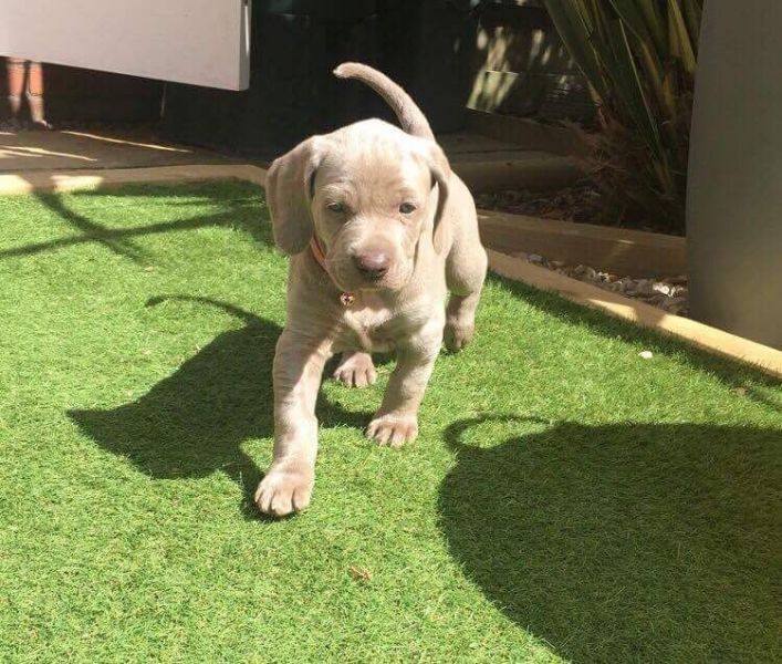 Regalo Cucciolata di weimaraner con 1 vaccinazione, sverminati, dotati di microchip con iscrizione a