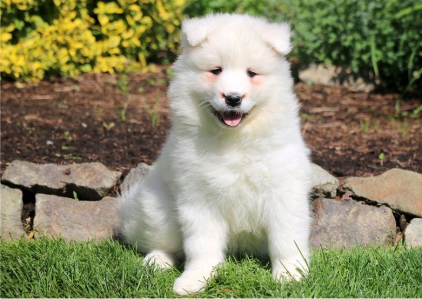 Abbiamo a disposizione cuccioli di samoiedo  i cuccioli verranno consegnati con microchip vaccini sv