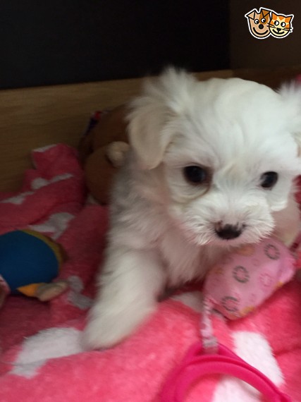 REGALO dolci cuccioli maltese per l'adozione