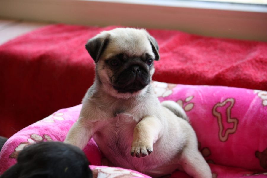  cuccioli di carlino  per adozione ( regalo  )