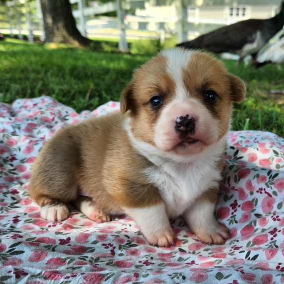 REGALO Cuccioli  di Pembroke Welsh Corgi