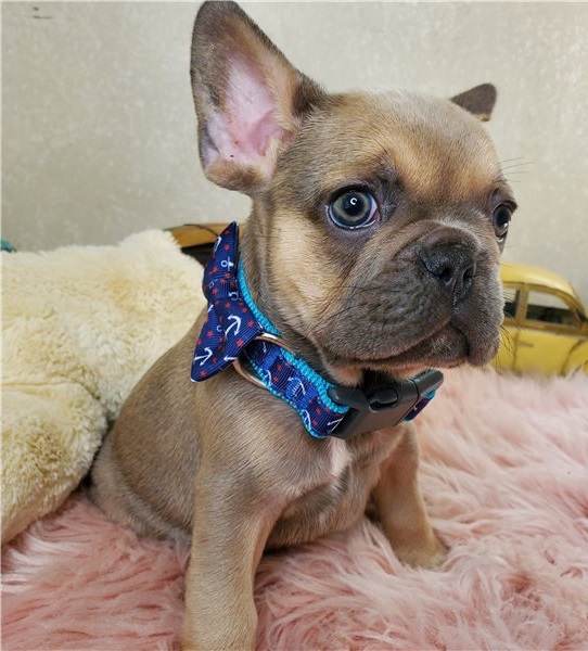  Regalo Bulldog Francese cuccioli introvabili cuccioli di Bulldog Francese intelligenti e dolcissimi