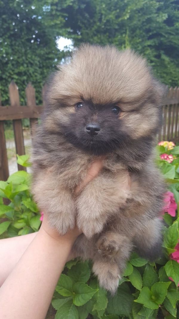  cuccioli di volpino pomeranian  ( per regalo )