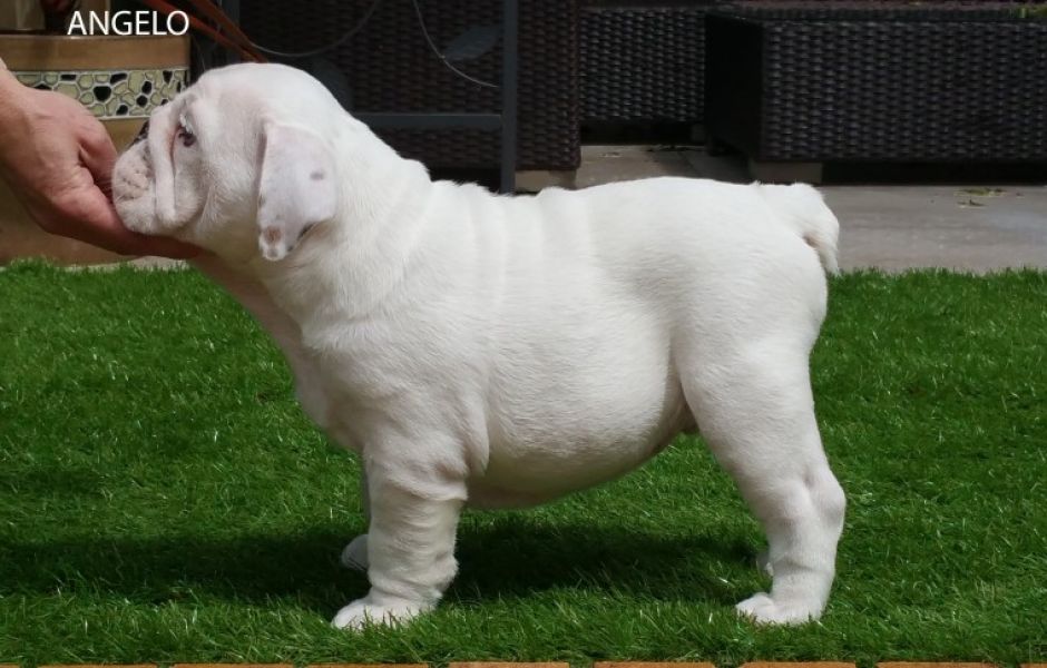 Regalo Bulldog inglese cuccioli disponibili