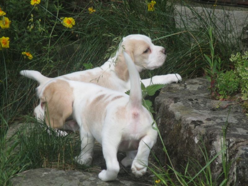 REGALO Cuccioli dolce e bella Beagle