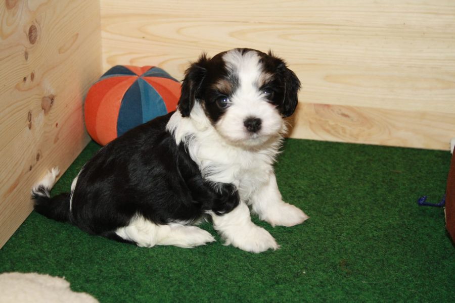 Molto bella e sani  cuccioli di cavalier king  per adozione maschi e femmine disponibili (gratis)