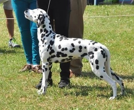 Cuccioli Dalmata