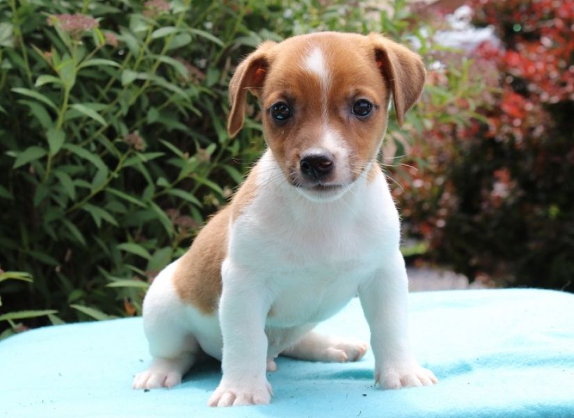 Regalo Jack Russell Terrier