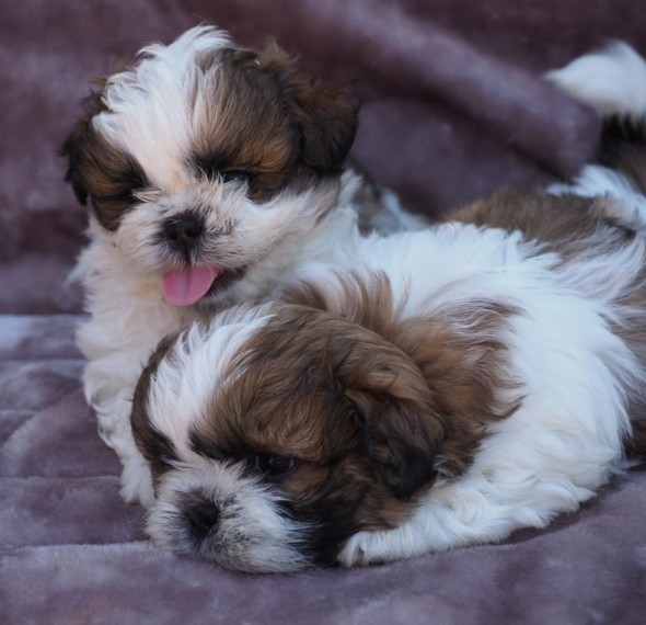REGALO Cuccioli Shih Tzu