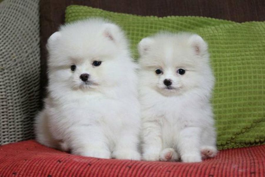 Regalo cuccioli di Pomeranian mini toy