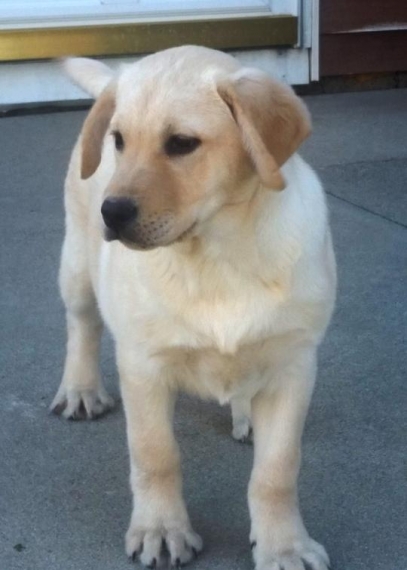 Labrador cuccioli in regalo