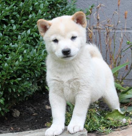   regalo cuccioli di Shiba Inu disponibili per l'adozione