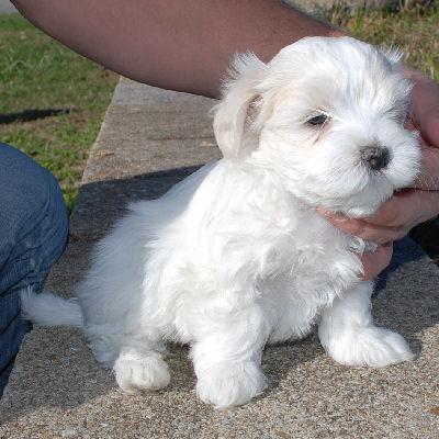 Adorabili cuccioli maltesi eccezionali