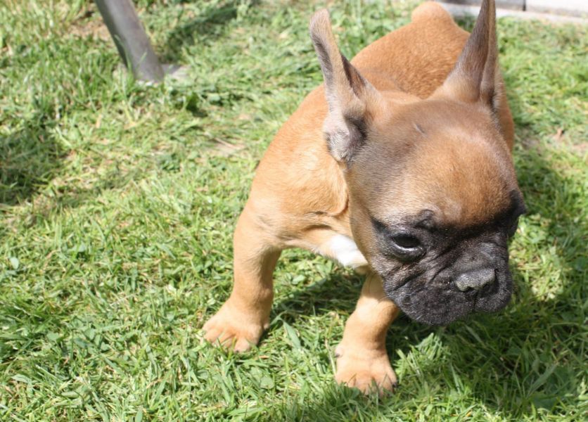 Adorabili cuccioli di Bulldog Francese femminucce e maschietti disponibili per l'adozione