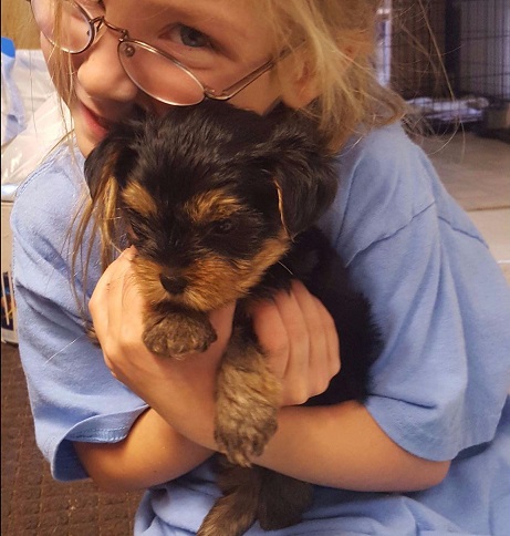 Intelligente cuccioli di Yorkshire Terrier Mini Toy 