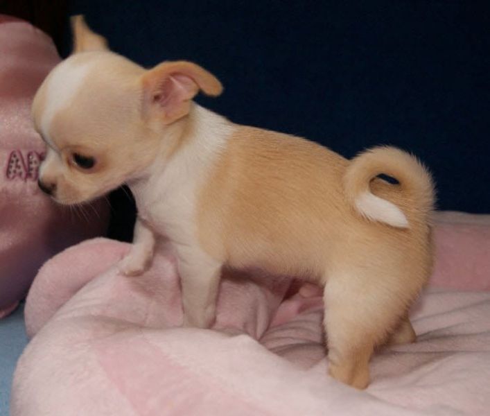 Molto bella e sani cuccioli di chihuahua per adozione maschi e femmine disponibili (gratis)