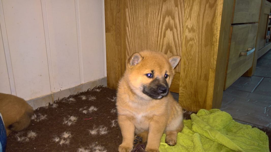 Regalo cuccioli di shiba inu