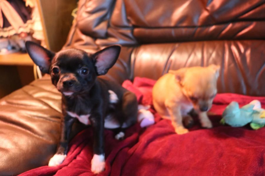 Cuccioli di chihuahua maschio e femmina con pedigree