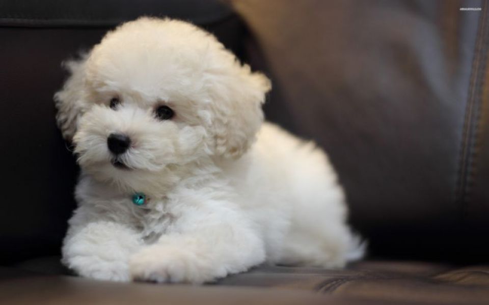 Adorabili cuccioli di bichon frise femminucce e maschietti disponibili per l'adozione