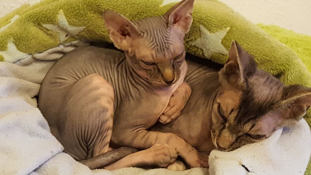Gattini di Sphynx   per adozione ( maschio e femmina )