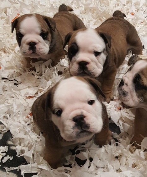 Regalo Bulldog inglese cuccioli disponibili