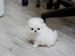Regalo Cuccioli di Pomeranian Toy