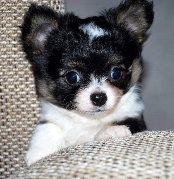 Chihuahua Cuccioli