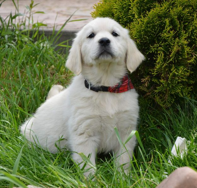 Cuccioli di golden retriever  ( per regalo )