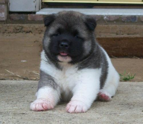 REGALO Bellissimi cuccioli di akita inu a Pelo Corto REGALI  Bellissimi cuccioli di akita inu a Pelo
