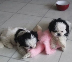 Abbiamo una bellissima cucciolata di SHIH-TZU trcolore.