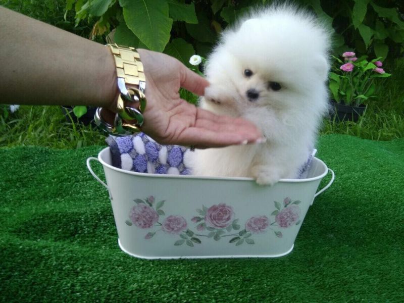 Adorabili cuccioli di Pomerania