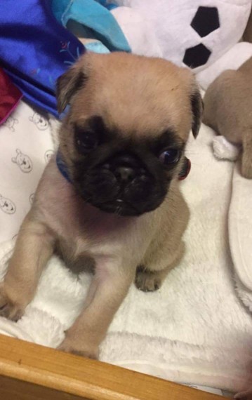 Bellissimi cuccioli carlino