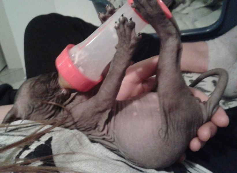 Gattini di Sphynx   per adozione ( maschio e femmina )