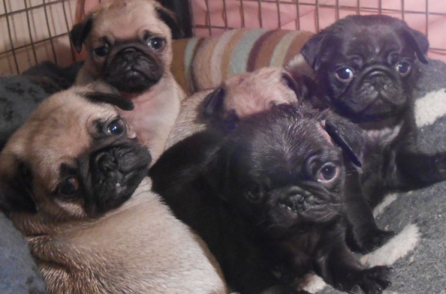 Regalo Cuccioli di Carlino