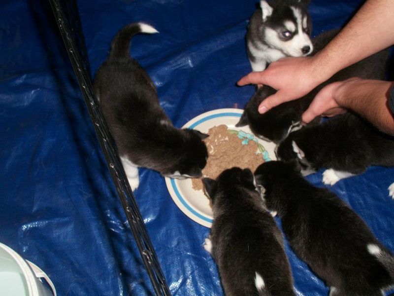 Regalo Cuccioli di Husky Siberiano razza pura disponibili