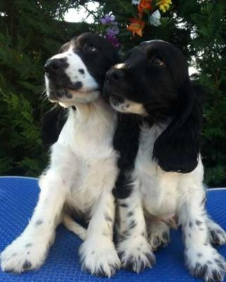 Cocker Spaniel inglese cuccioli Pedigree