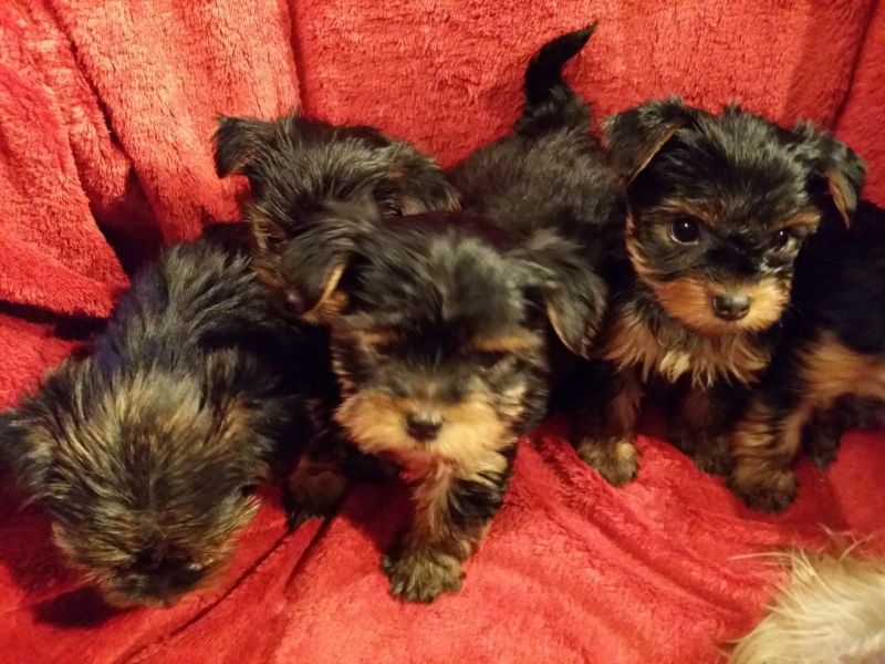 Regalo Abbiamo  avere amorevole Yorkie cuccioli per l'Adozione Abbiamo avere  Yorkie amorevole per l