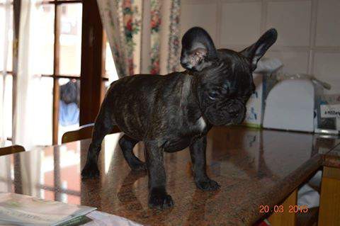 Bouledogue Francese
