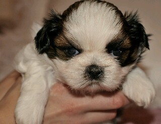 Cuccioli di shih tzu